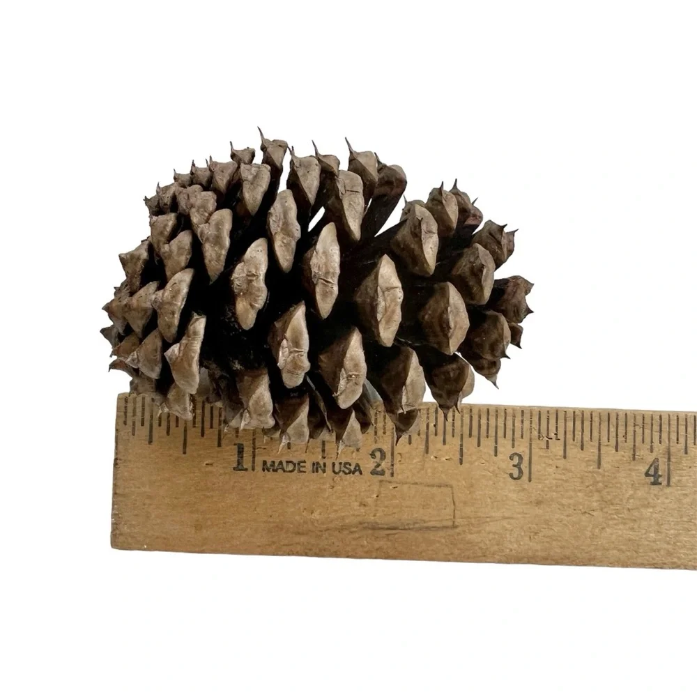 Organic Pine Cones Craft Supply Fall Decor Firestarters Hand Picked Lot 25